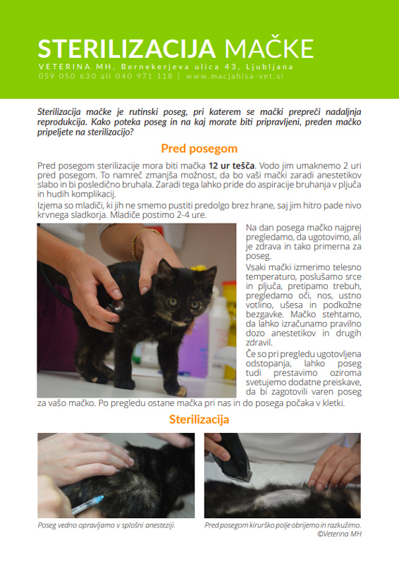 Sterilizacija mačke na Veterini MH