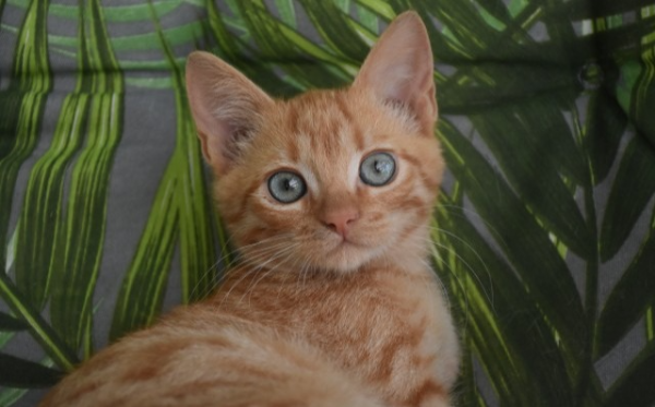 Oli