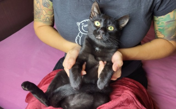 Pumi