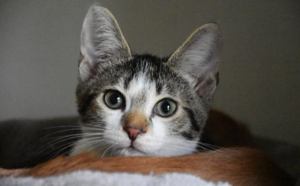 Boris