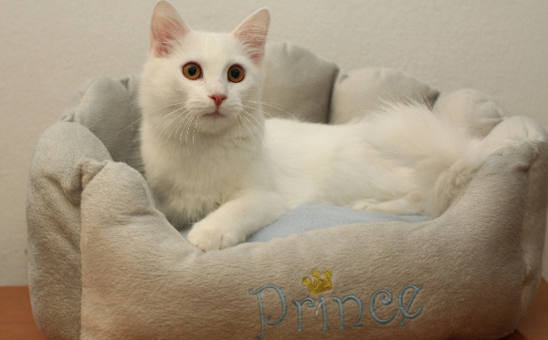 Princ