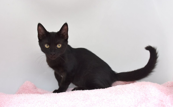 Sirius