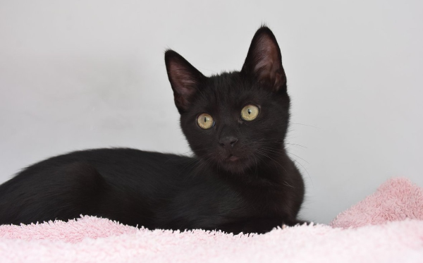 Sirius