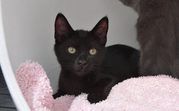 Sirius