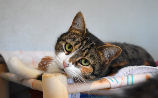 brezrepa tritačka Luna