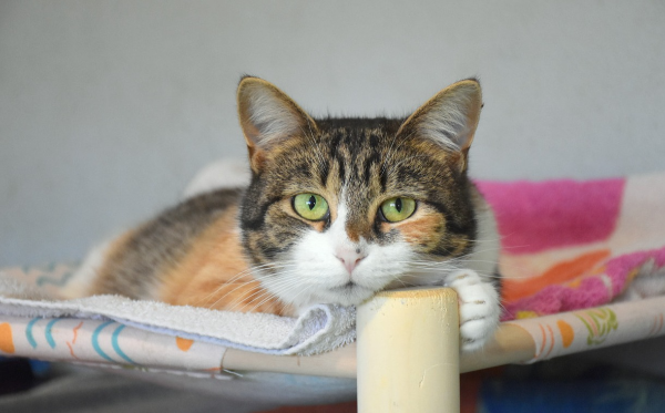 brezrepa tritačka Luna