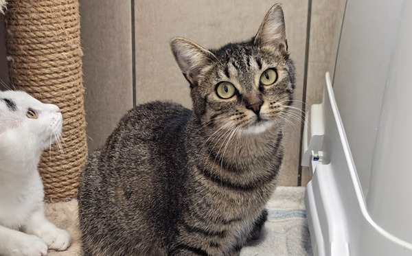 triinpoltačka Tritta