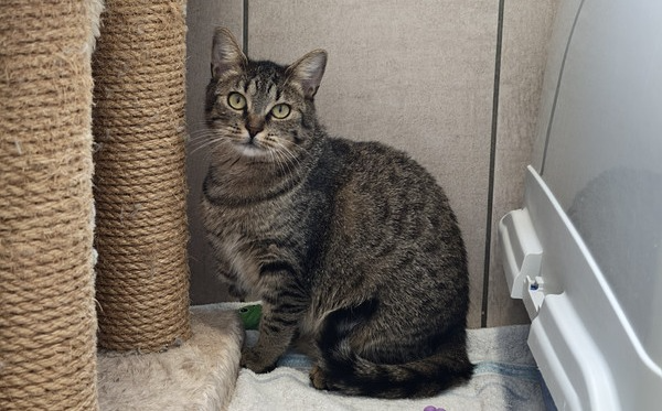 triinpoltačka Tritta