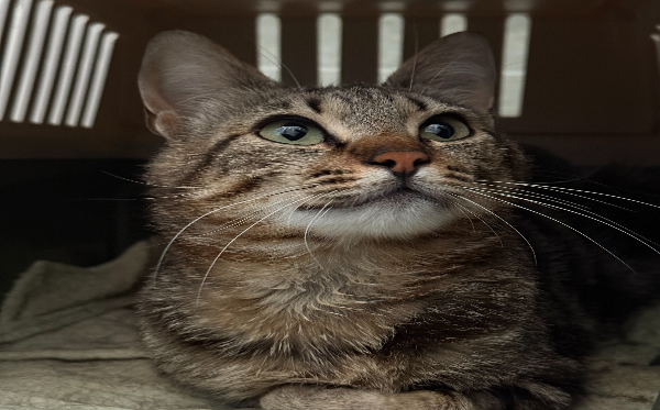 Ori