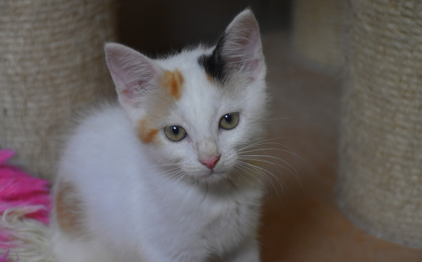 Piper