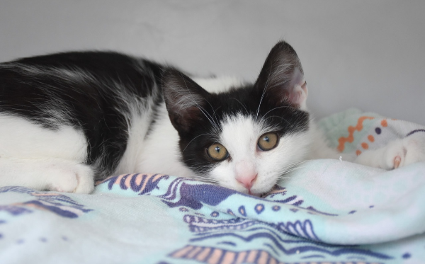 Mowgli