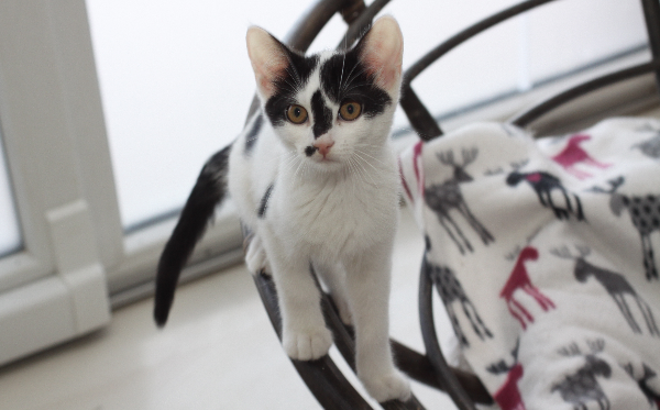 Pepper