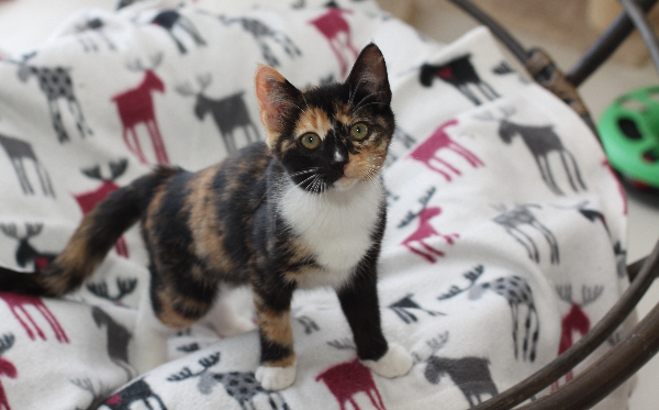 Aša