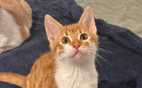 Pedro